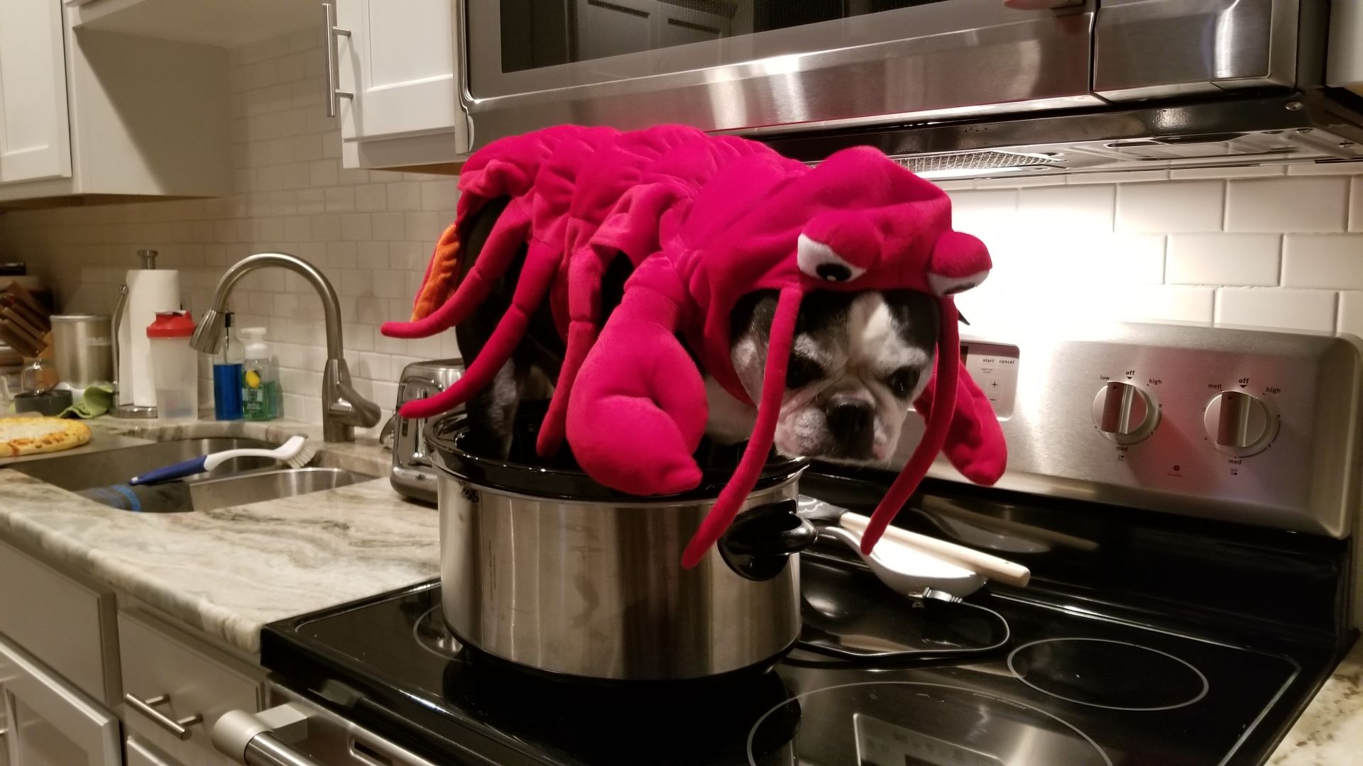 Rodger the Lobster